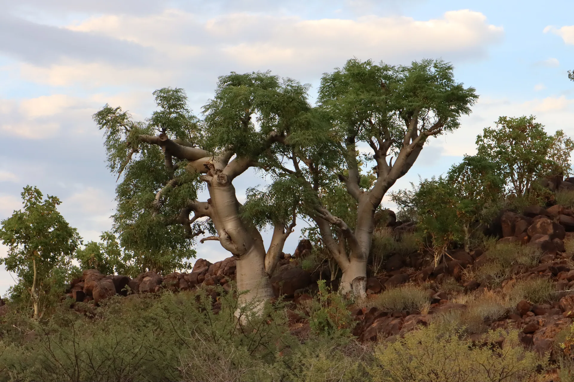 Guided Game Drive Exploration