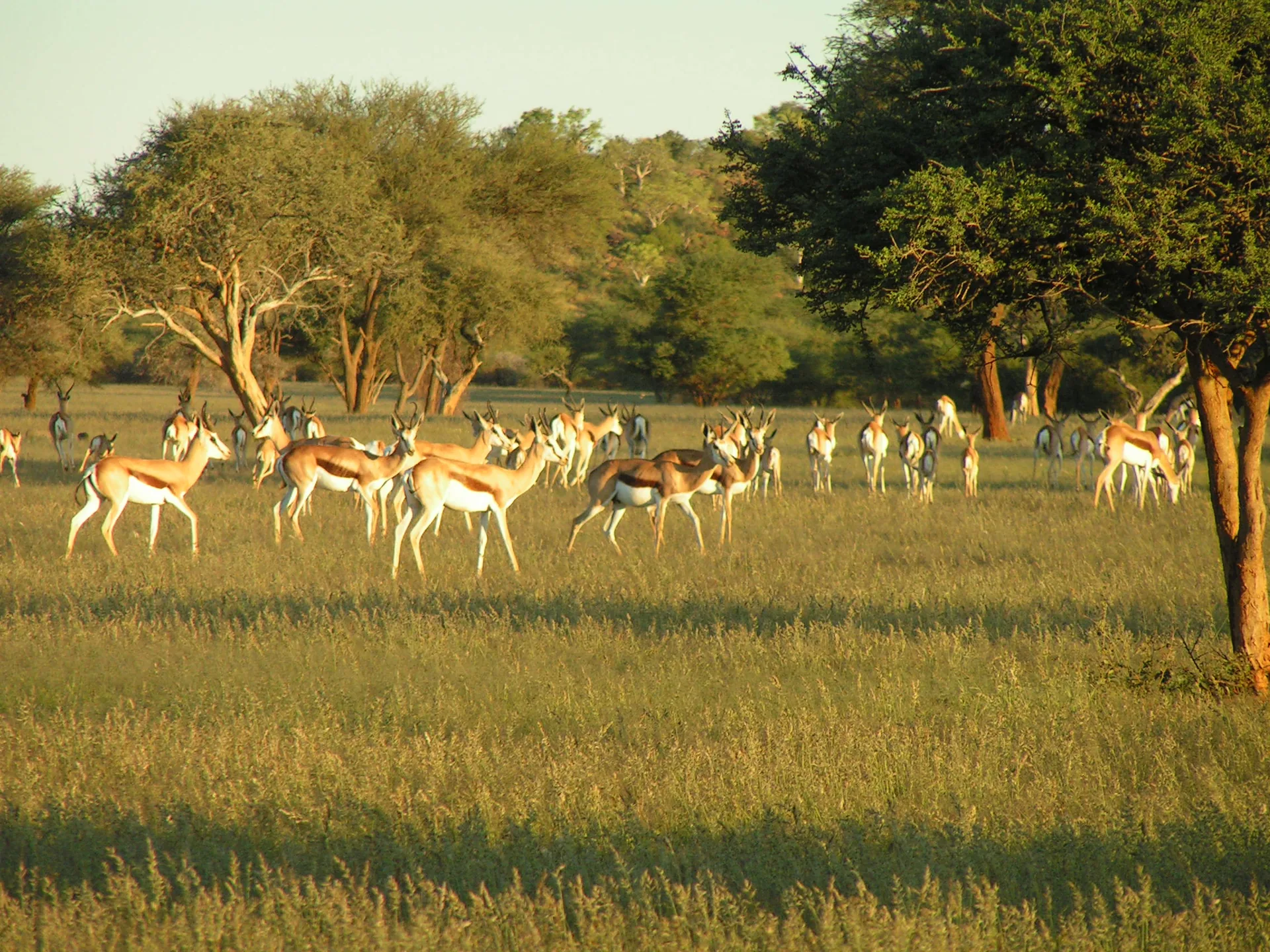 Spectacular Wildlife Encounters