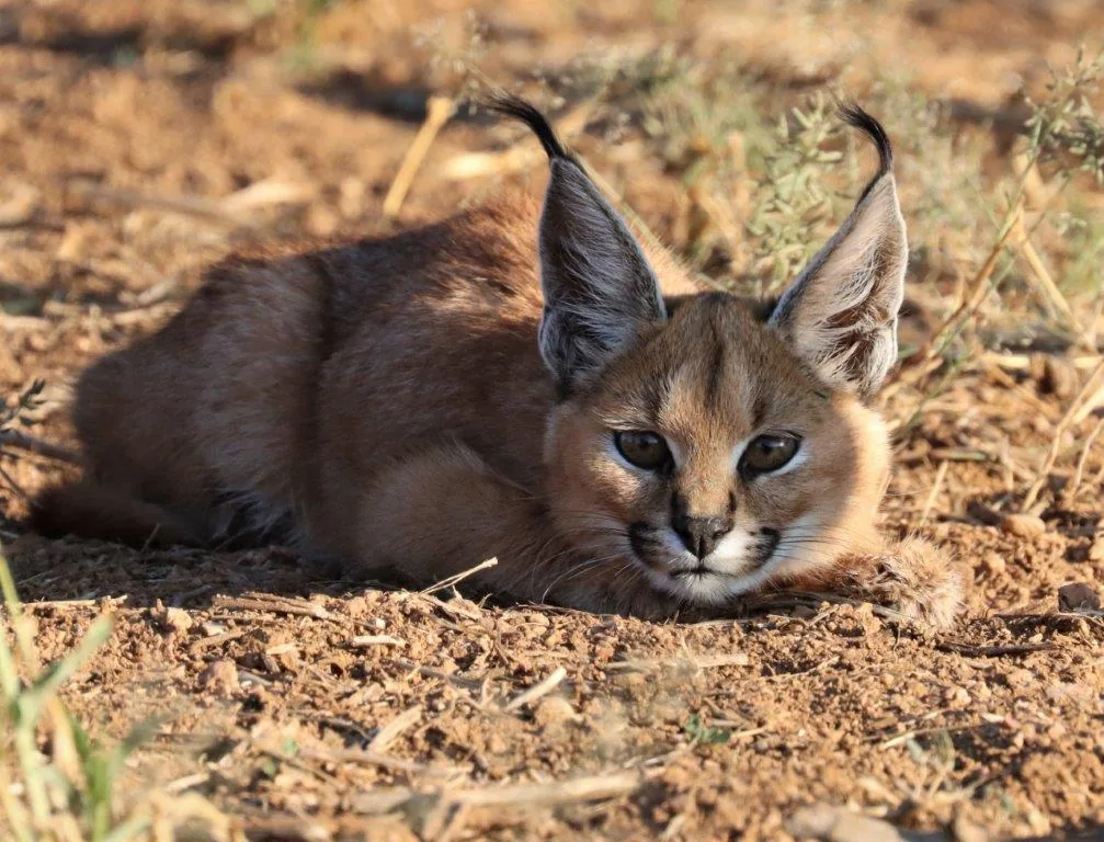 Wildlife & Scenic Photography